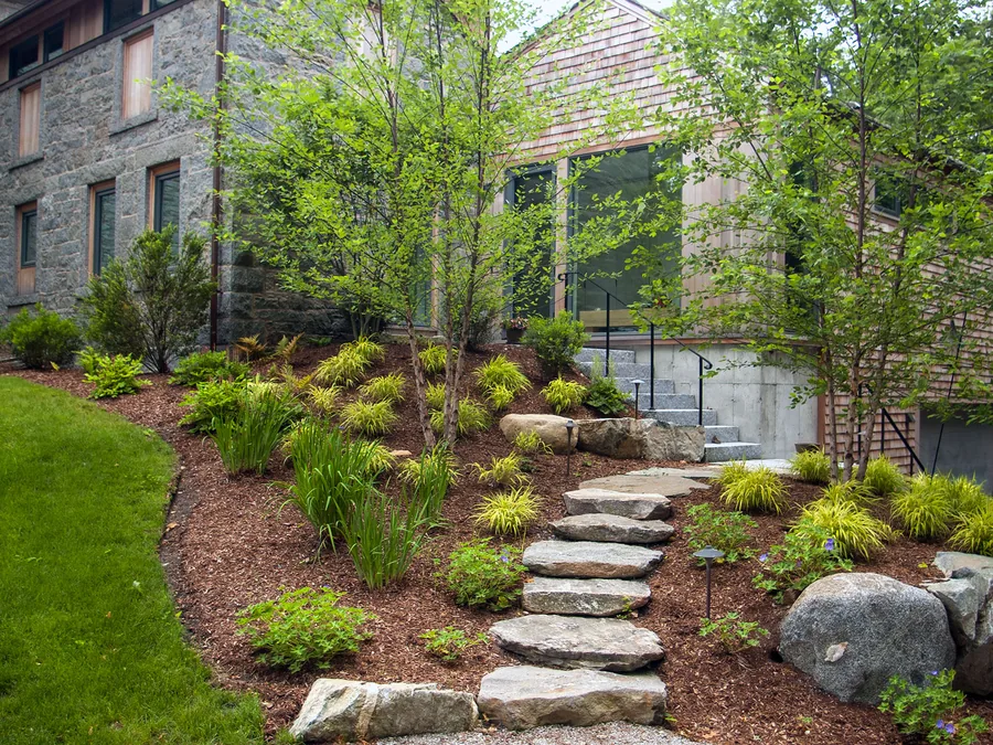Hillside planting of ornamental grasses and young birch trees with natural stone steps, landscape design